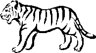 The Tiger